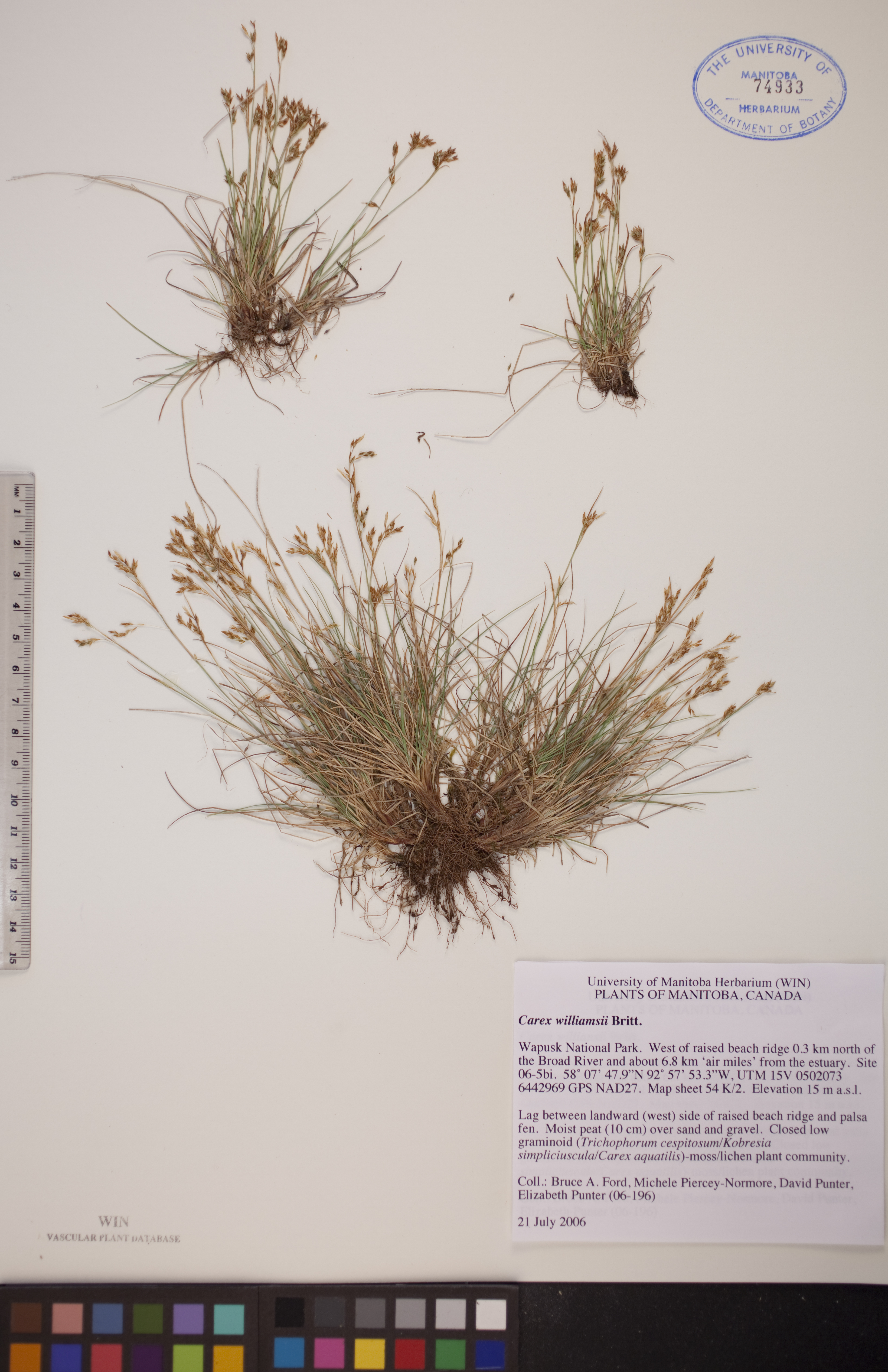 Carex williamsii image
